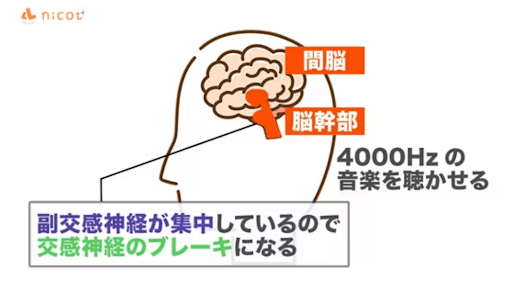 副交感神経が集中しているので交感神経のブレーキになる